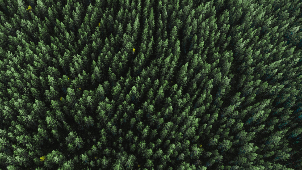 Gras, Wollstoff, Wolle, Gewebe, Biome. Wallpaper in 1280x720 Resolution