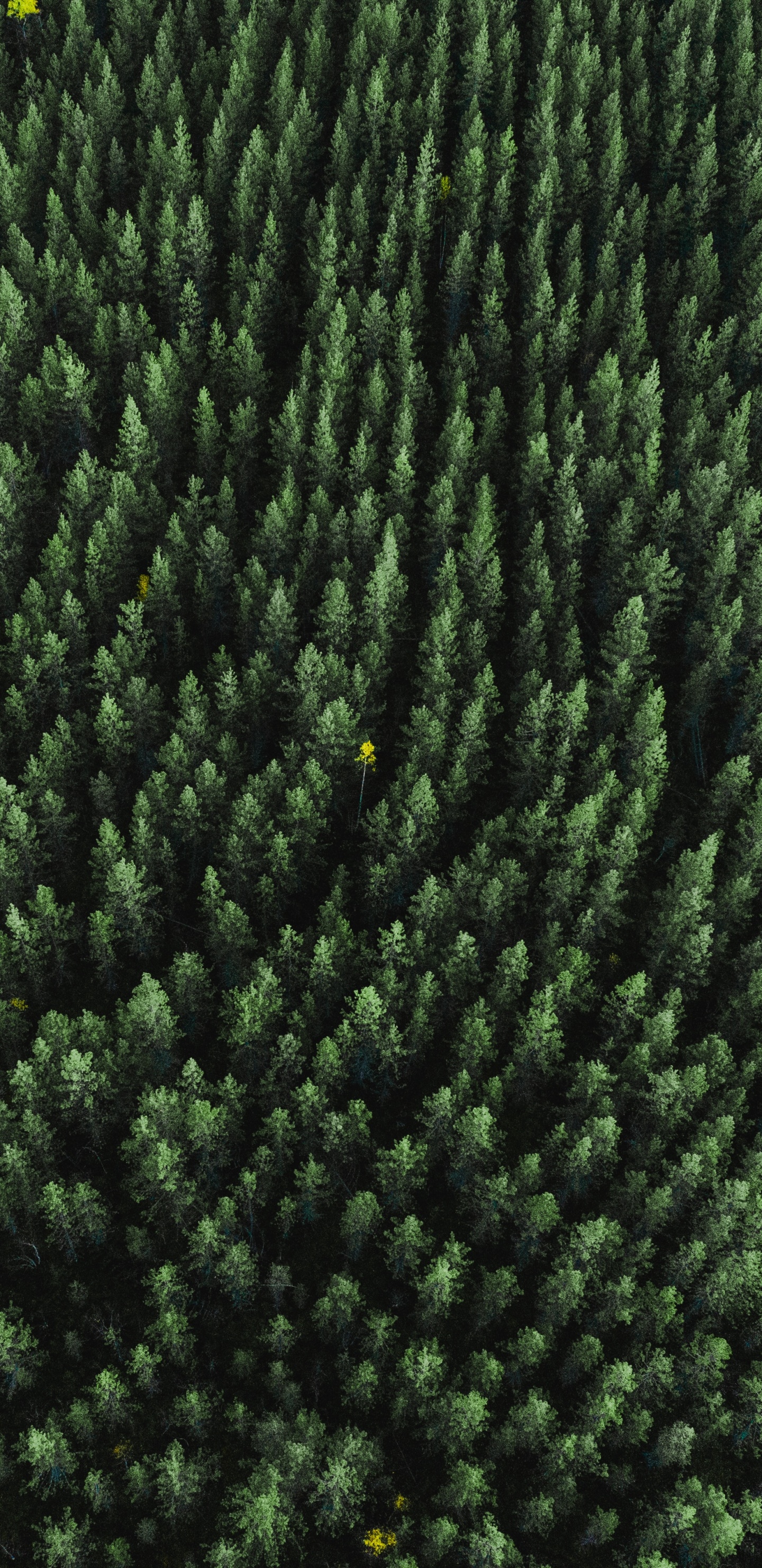 Gras, Wollstoff, Wolle, Gewebe, Biome. Wallpaper in 1440x2960 Resolution