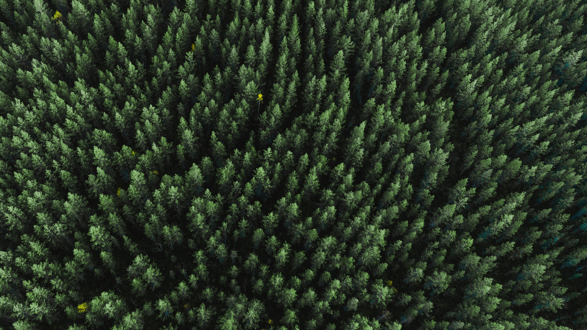 Gras, Wollstoff, Wolle, Gewebe, Biome. Wallpaper in 1920x1080 Resolution