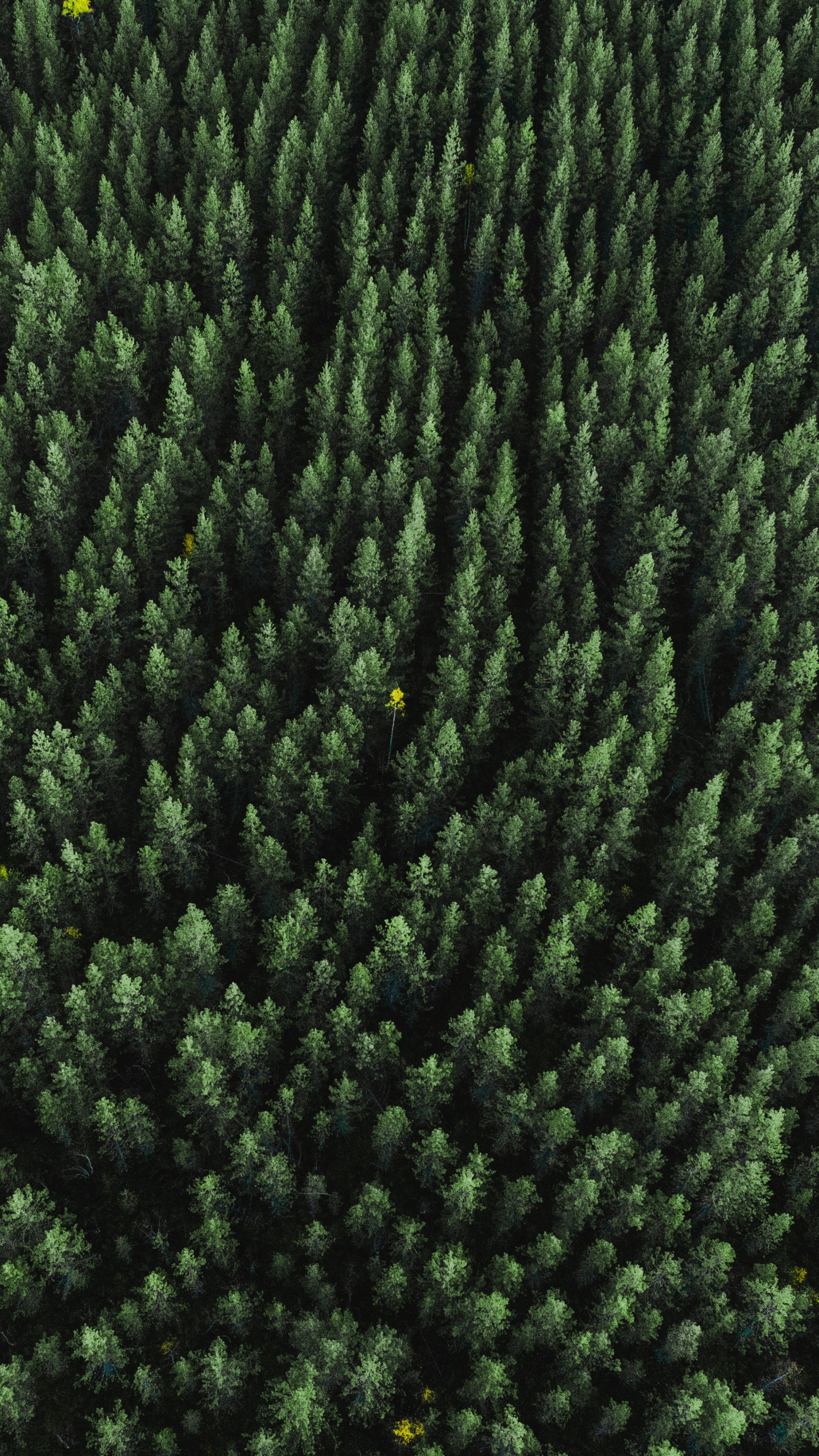 Grass, Plant, Woolen, Wool, Woven Fabric. Wallpaper in 1440x2560 Resolution