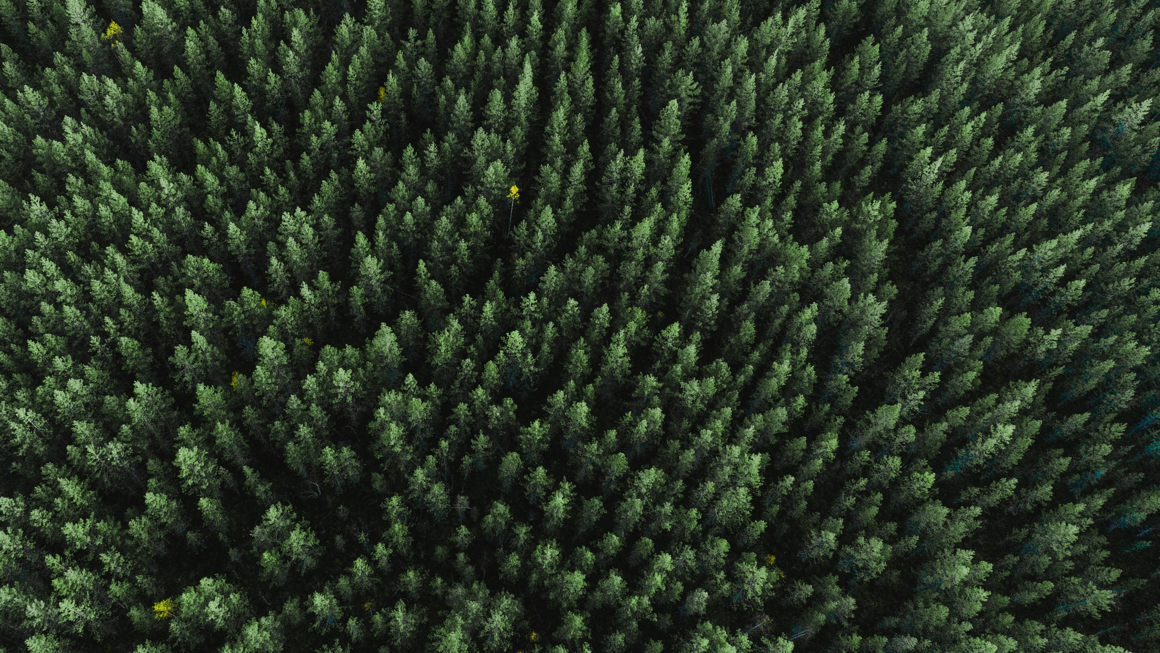 Grass, Plant, Woolen, Wool, Woven Fabric. Wallpaper in 3840x2160 Resolution