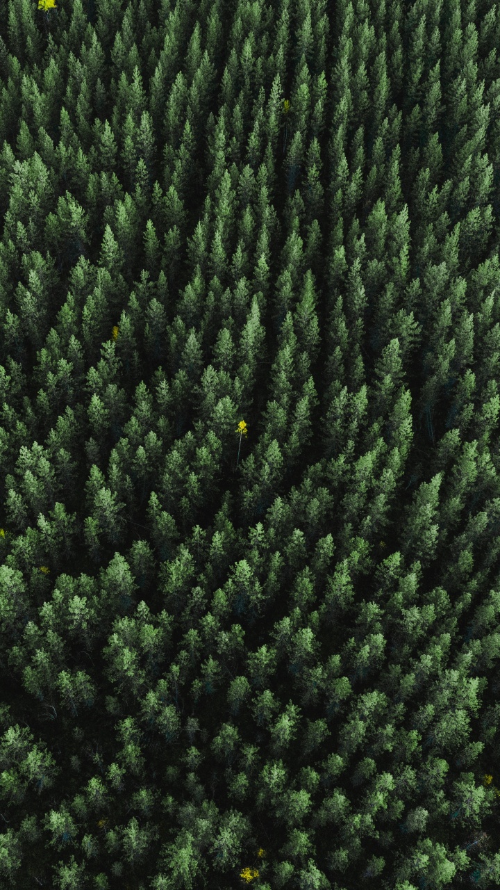 Grass, Plant, Woolen, Wool, Woven Fabric. Wallpaper in 720x1280 Resolution