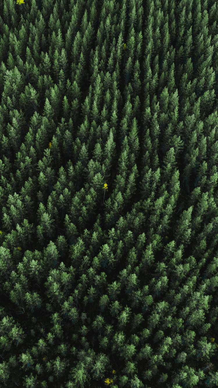 Grass, Plant, Woolen, Wool, Woven Fabric. Wallpaper in 750x1334 Resolution