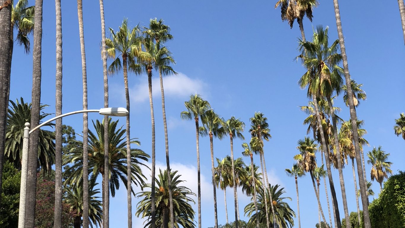 Palm Trees, Date Palm, Tree, Woody Plant, Palm Tree. Wallpaper in 1366x768 Resolution
