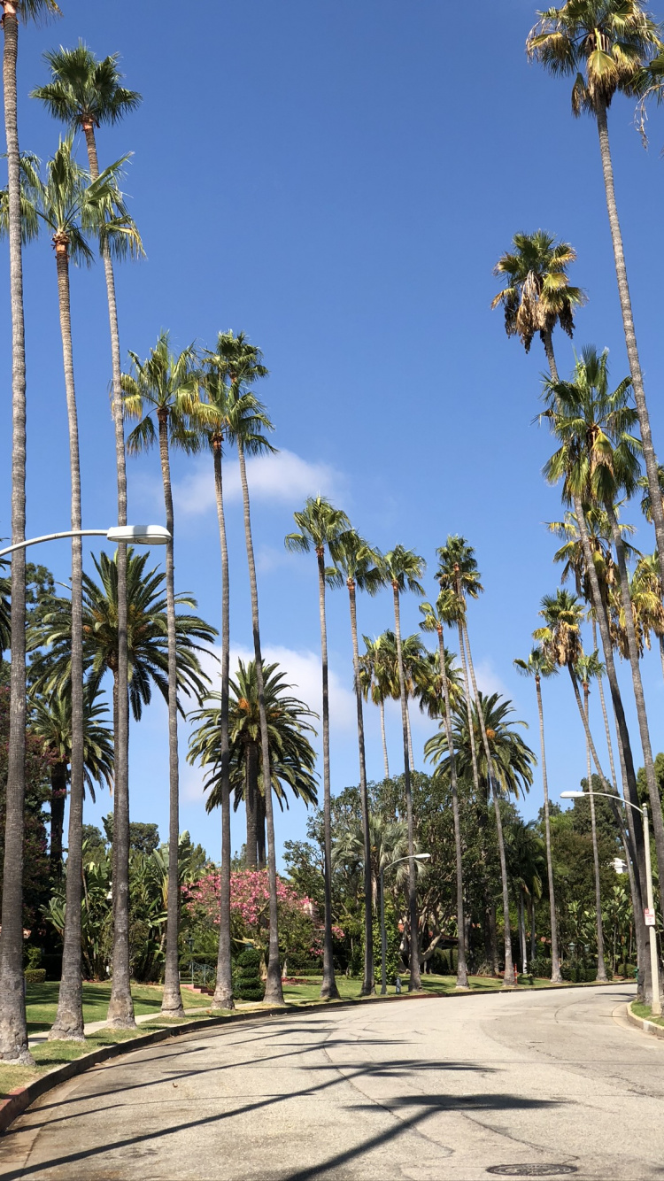 Palm Trees, Date Palm, Tree, Woody Plant, Palm Tree. Wallpaper in 750x1334 Resolution