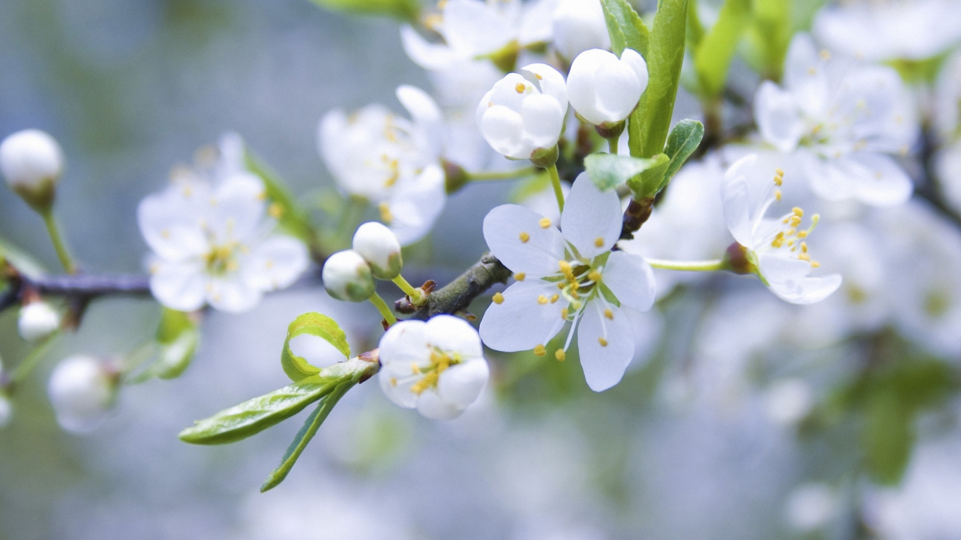 White Flowers in Tilt Shift Lens. Wallpaper in 1366x768 Resolution