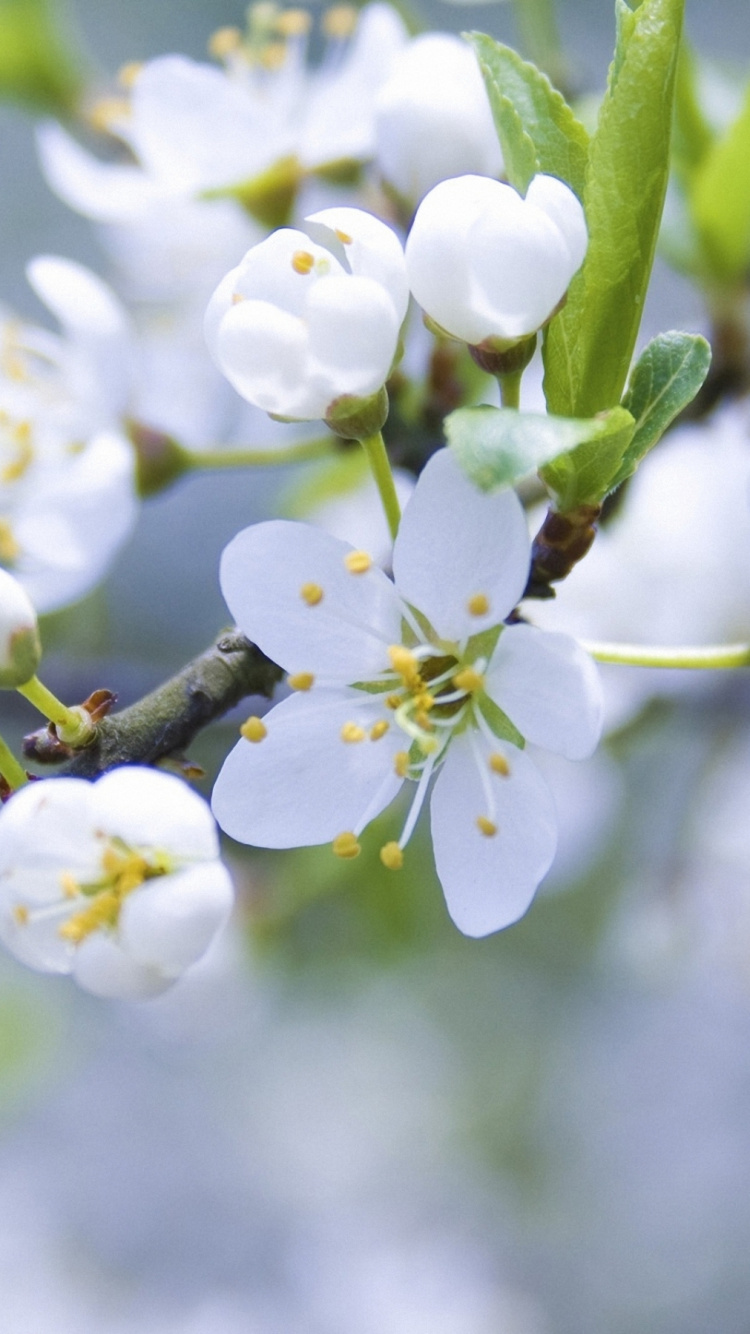 White Flowers in Tilt Shift Lens. Wallpaper in 750x1334 Resolution