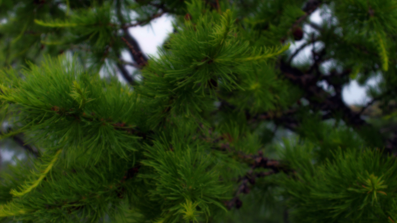 Green Pine Tree in Close up Photography. Wallpaper in 1280x720 Resolution