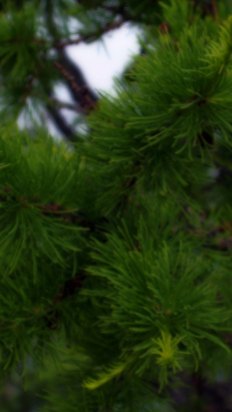 植被, 云杉, 落叶松, Fir, 性质 壁纸 750x1334 允许