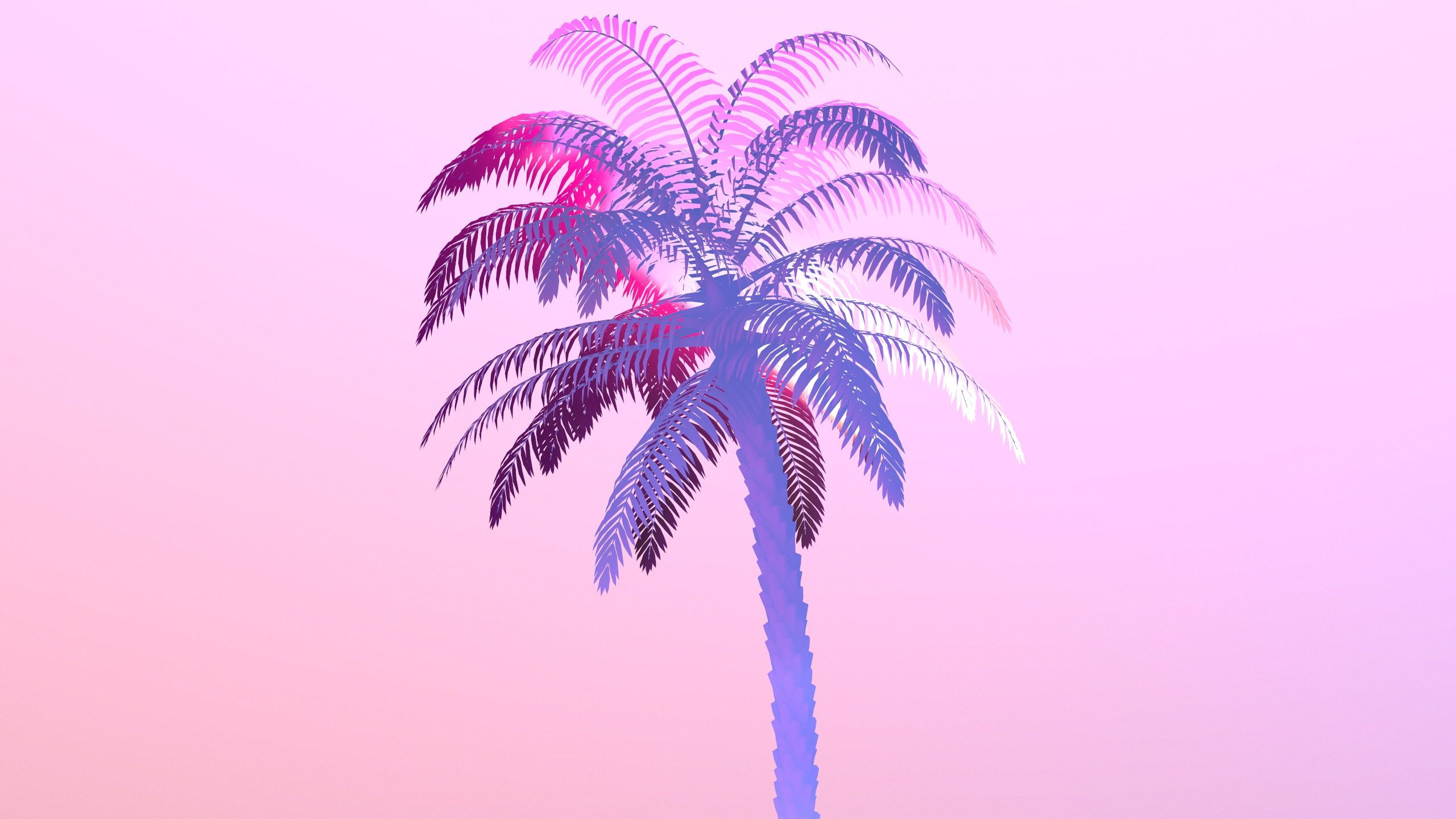 Green Palm Tree Under Blue Sky During Daytime. Wallpaper in 2560x1440 Resolution