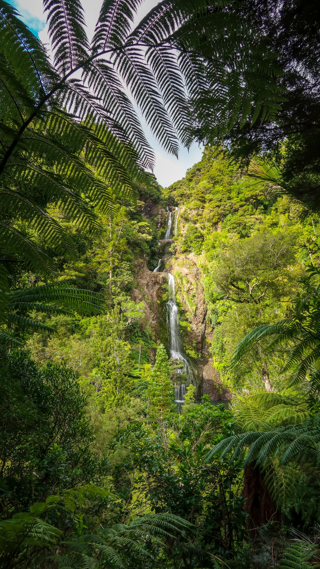Flora, Plants, Temperate Coniferous Forest, Rainforest, Natural Landscape. Wallpaper in 1080x1920 Resolution
