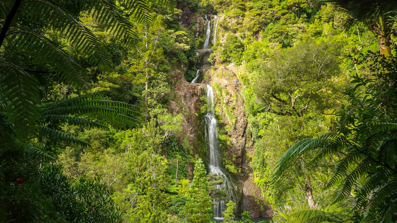 Flora, Plants, Temperate Coniferous Forest, Rainforest, Natural Landscape. Wallpaper in 1280x720 Resolution
