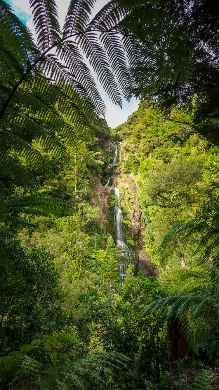 Flora, Plants, Temperate Coniferous Forest, Rainforest, Natural Landscape. Wallpaper in 750x1334 Resolution