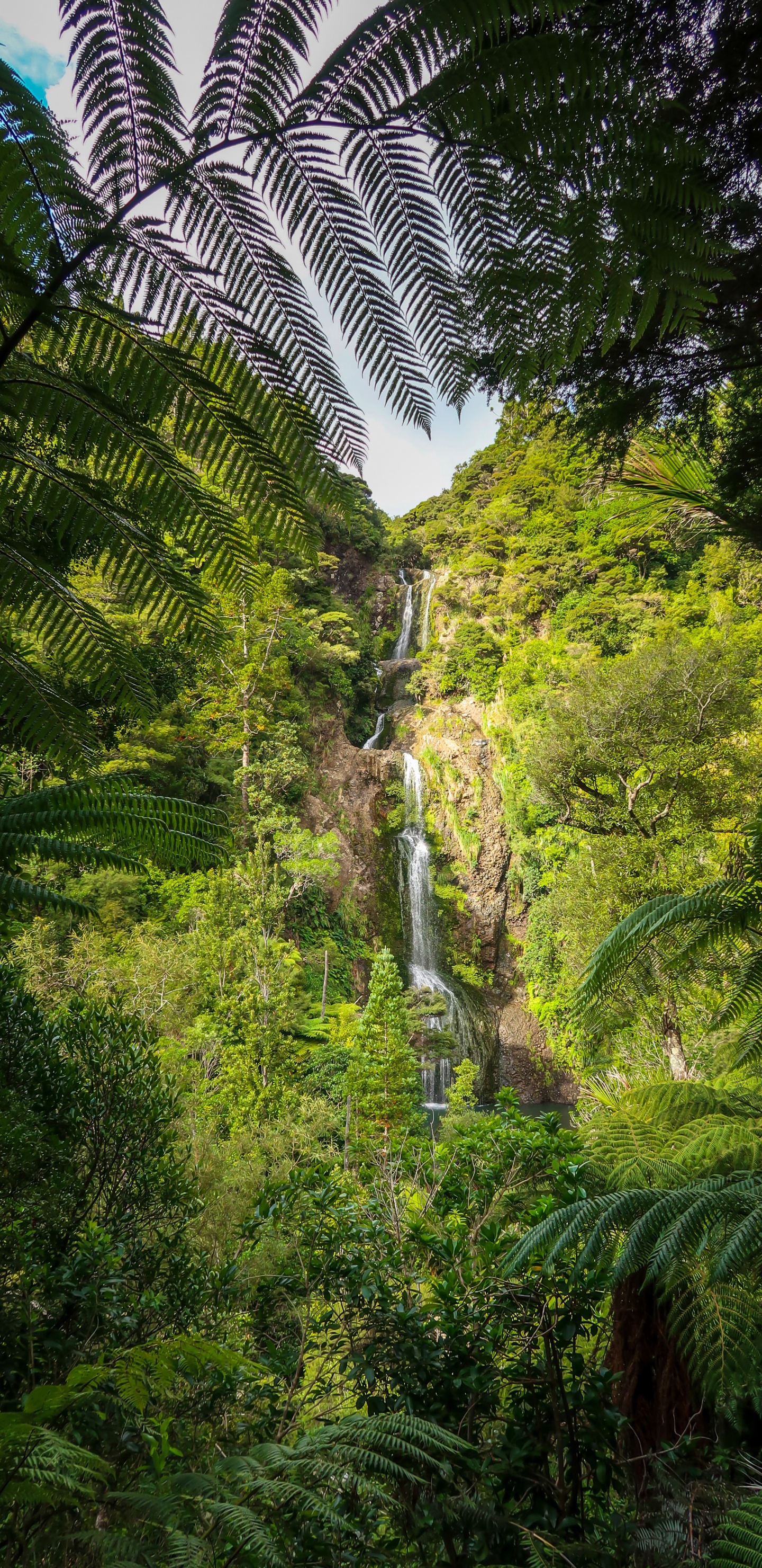 Flore, Plante, Les Forêts de Conifères Tempérées, Rainforest, Paysage Naturel. Wallpaper in 1440x2960 Resolution