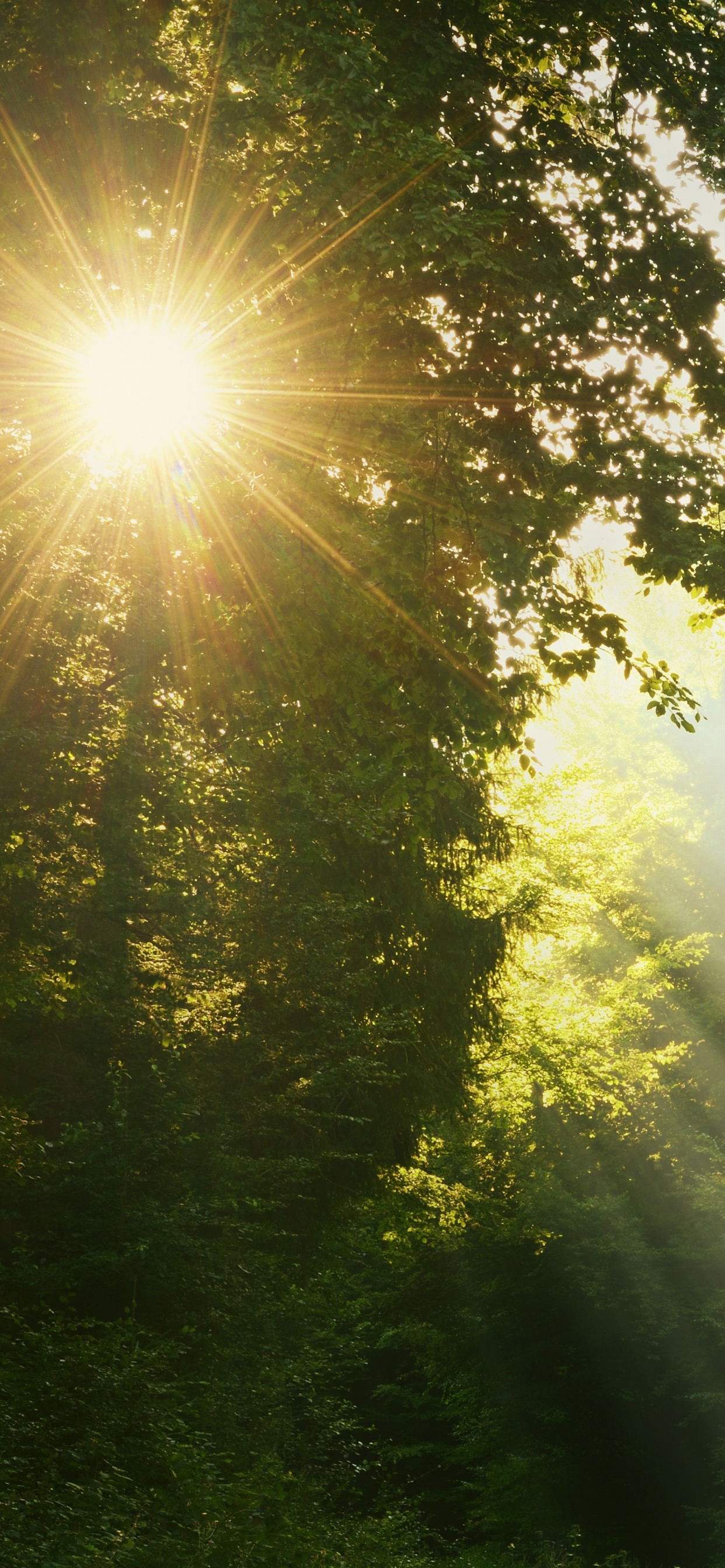 Sonnenstrahlen Kommen Durch Grüne Bäume. Wallpaper in 1242x2688 Resolution