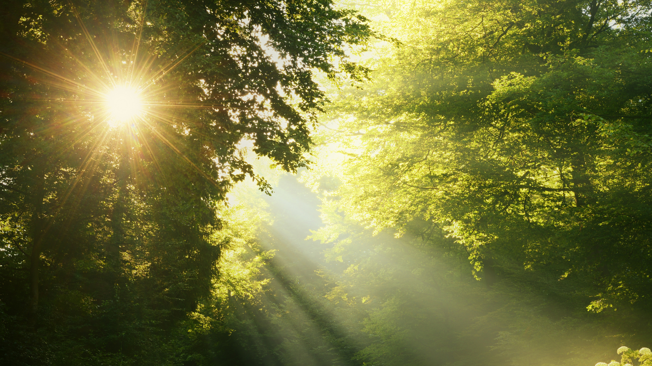 Sun Rays Coming Through Green Trees. Wallpaper in 2560x1440 Resolution