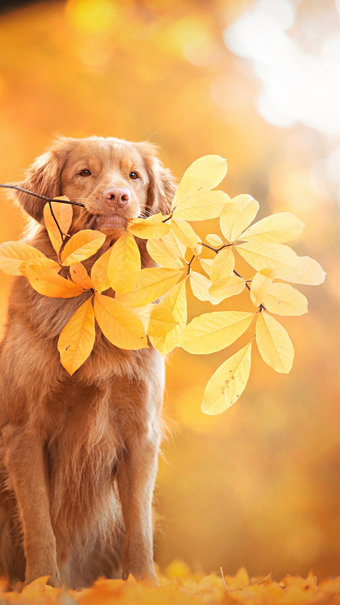 Download 1440x2560 Wallpaper Golden Retriever, le Nova Scotia Duck Tolling Retriever, le Labrador Retriever, Chiot, Retriever Golden Retriever, le Nova Scotia Duck Tolling Retriever, le Labrador Retriever, Chiot, Retriever. Wallpaper in 1440x2560 Resolution