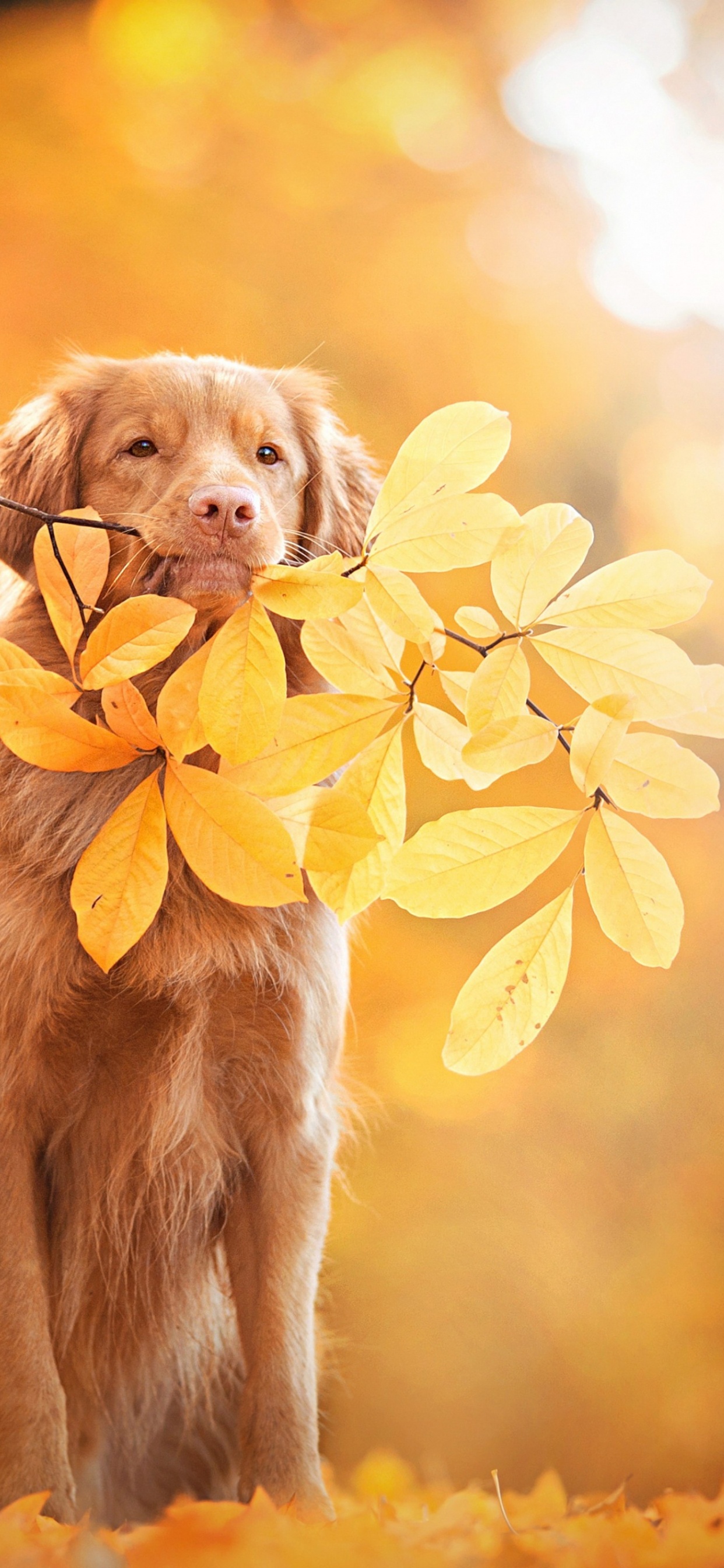 Golden Retriever, Nova Scotia Duck Tolling Retriever, Labrador Retriever, Puppy, Retriever. Wallpaper in 1242x2688 Resolution