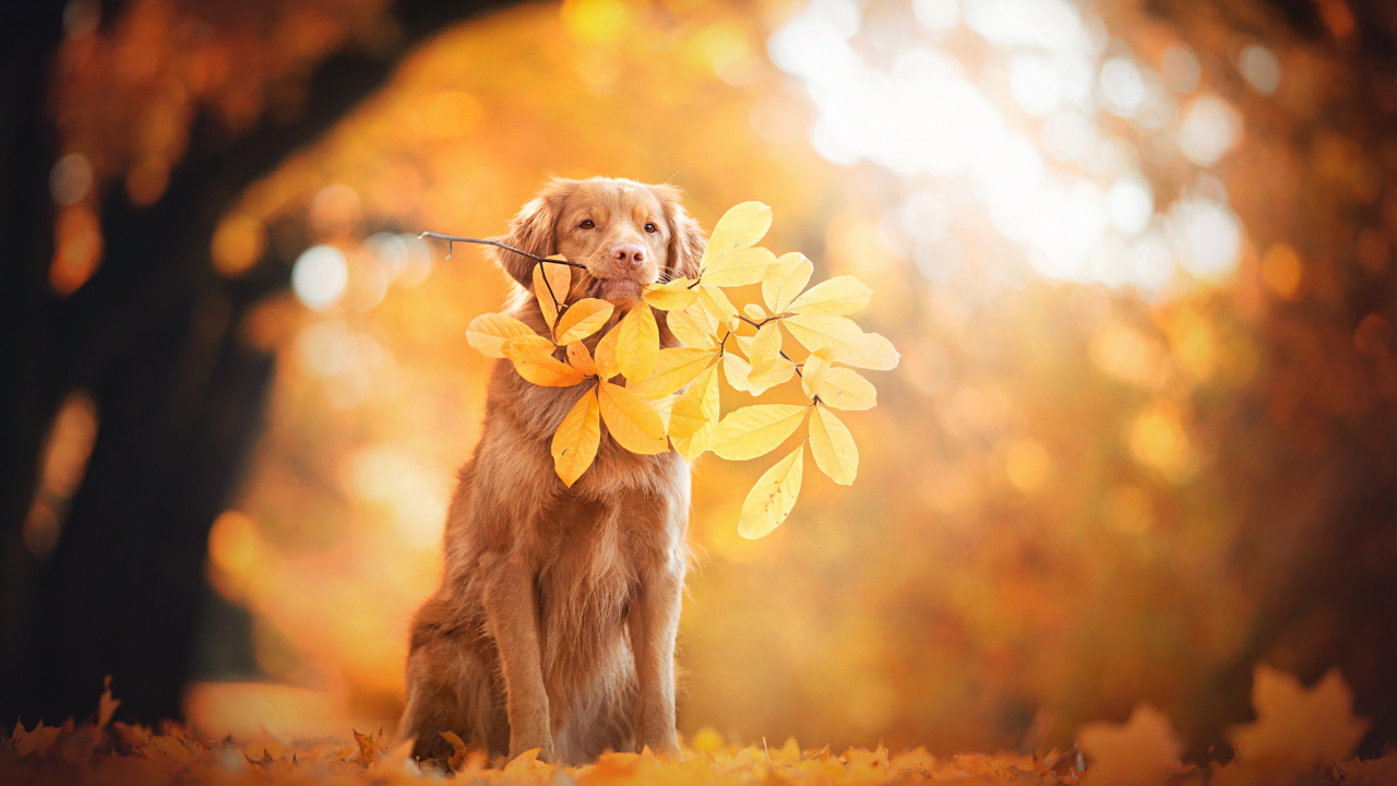 Golden Retriever, Nova Scotia Duck Tolling Retriever, Labrador Retriever, Puppy, Retriever. Wallpaper in 1280x720 Resolution