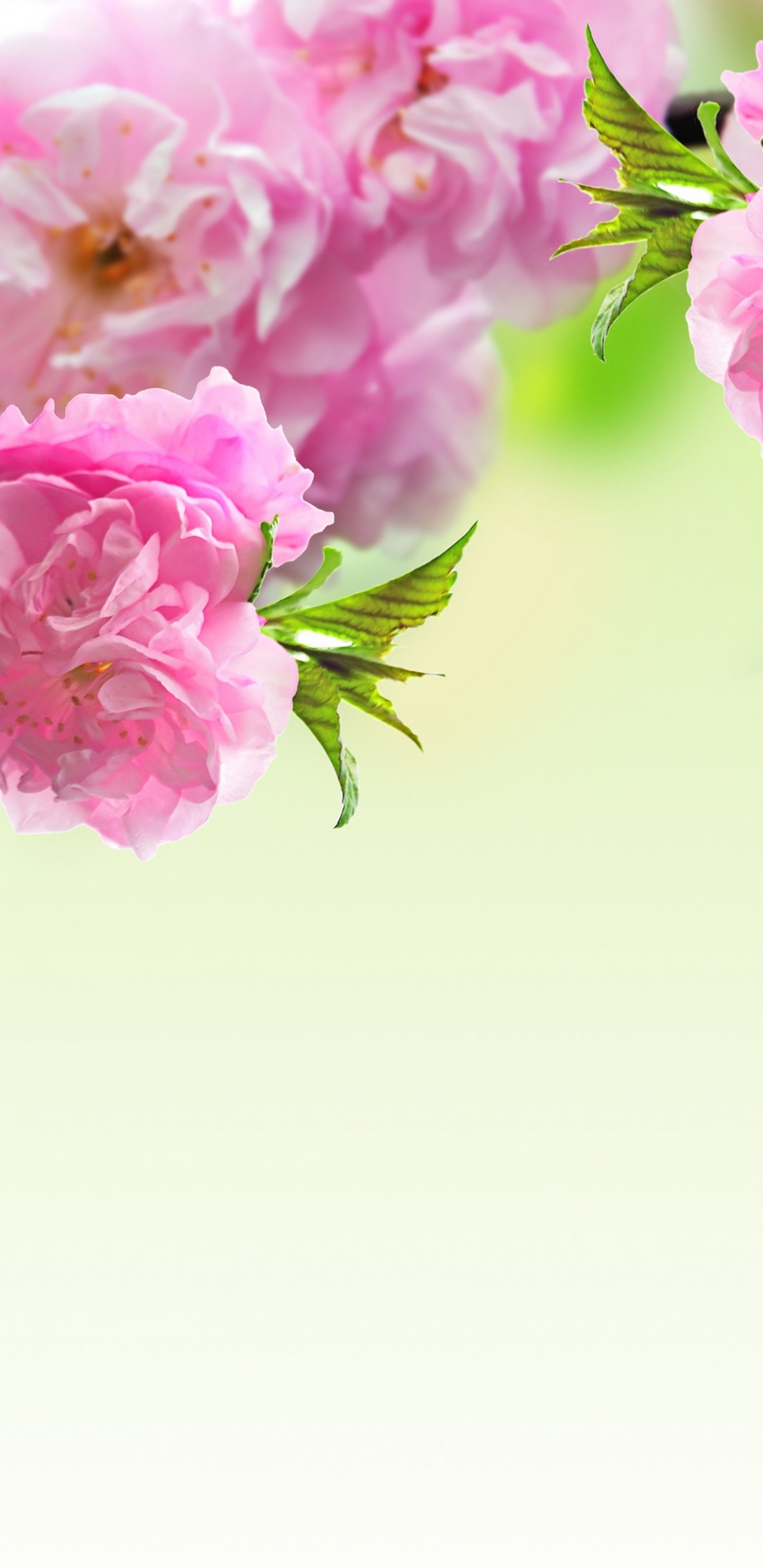 Flower, Spring, Pink, Branch, Plant. Wallpaper in 1440x2960 Resolution