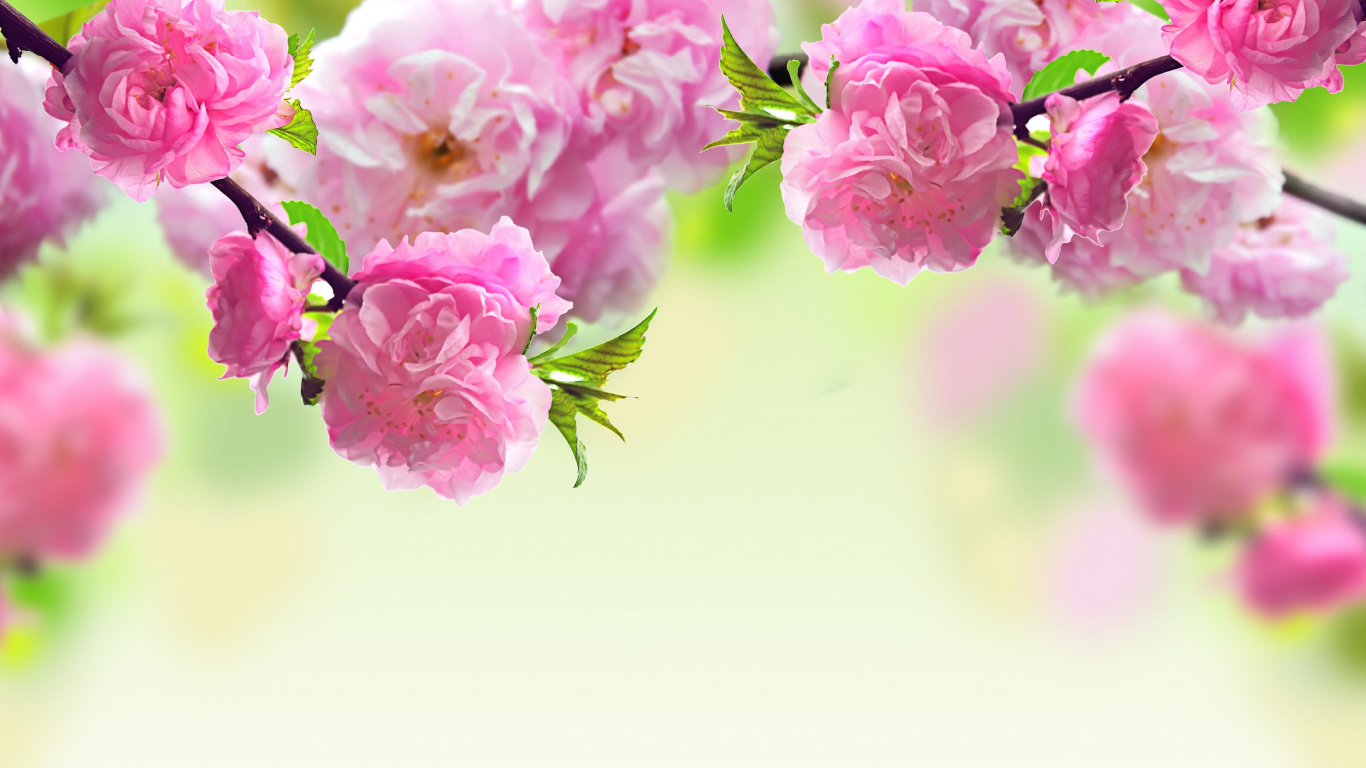 Frühjahr, Pink, Branch, Blütenblatt, Blühende Pflanze. Wallpaper in 1366x768 Resolution