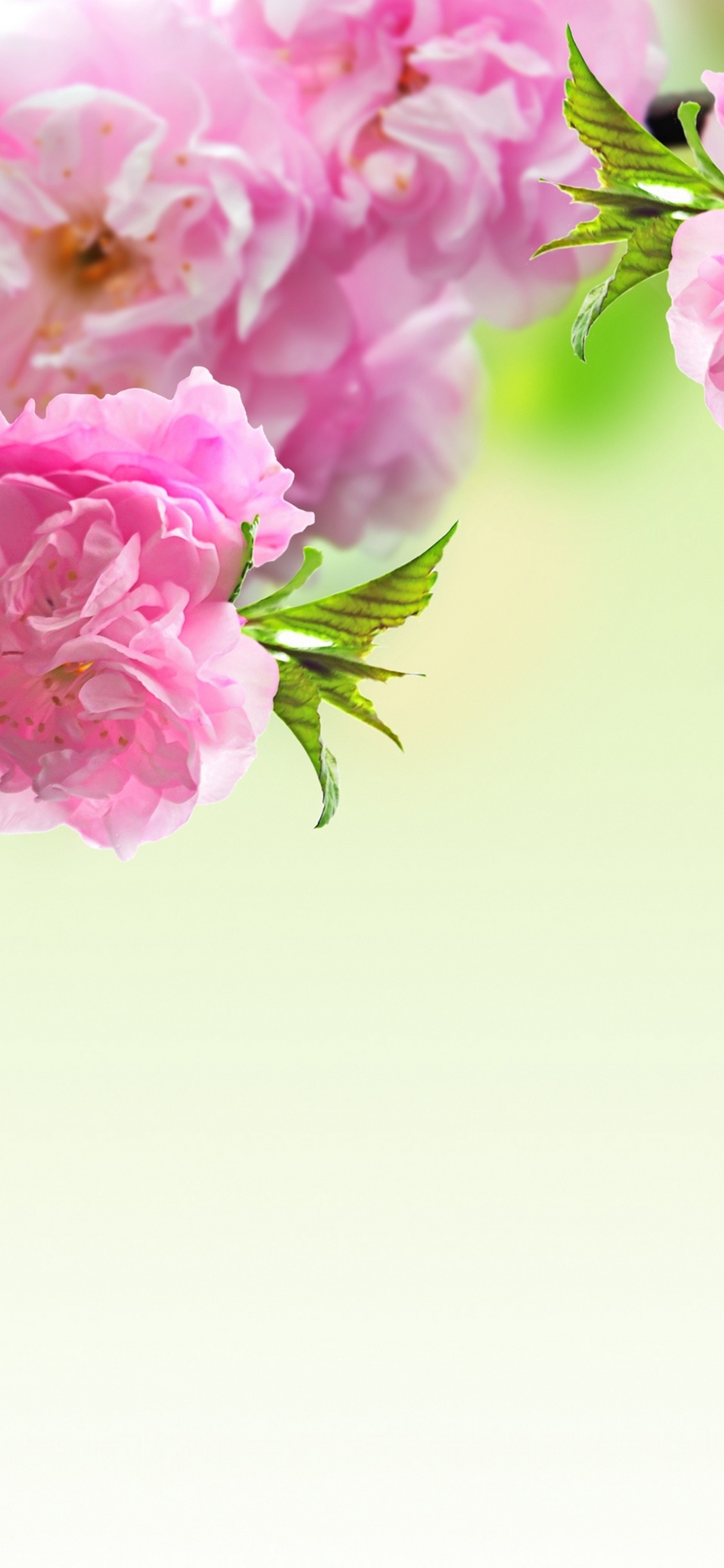 弹簧, 粉红色, 开花, 显花植物, 手持设备 壁纸 1125x2436 允许