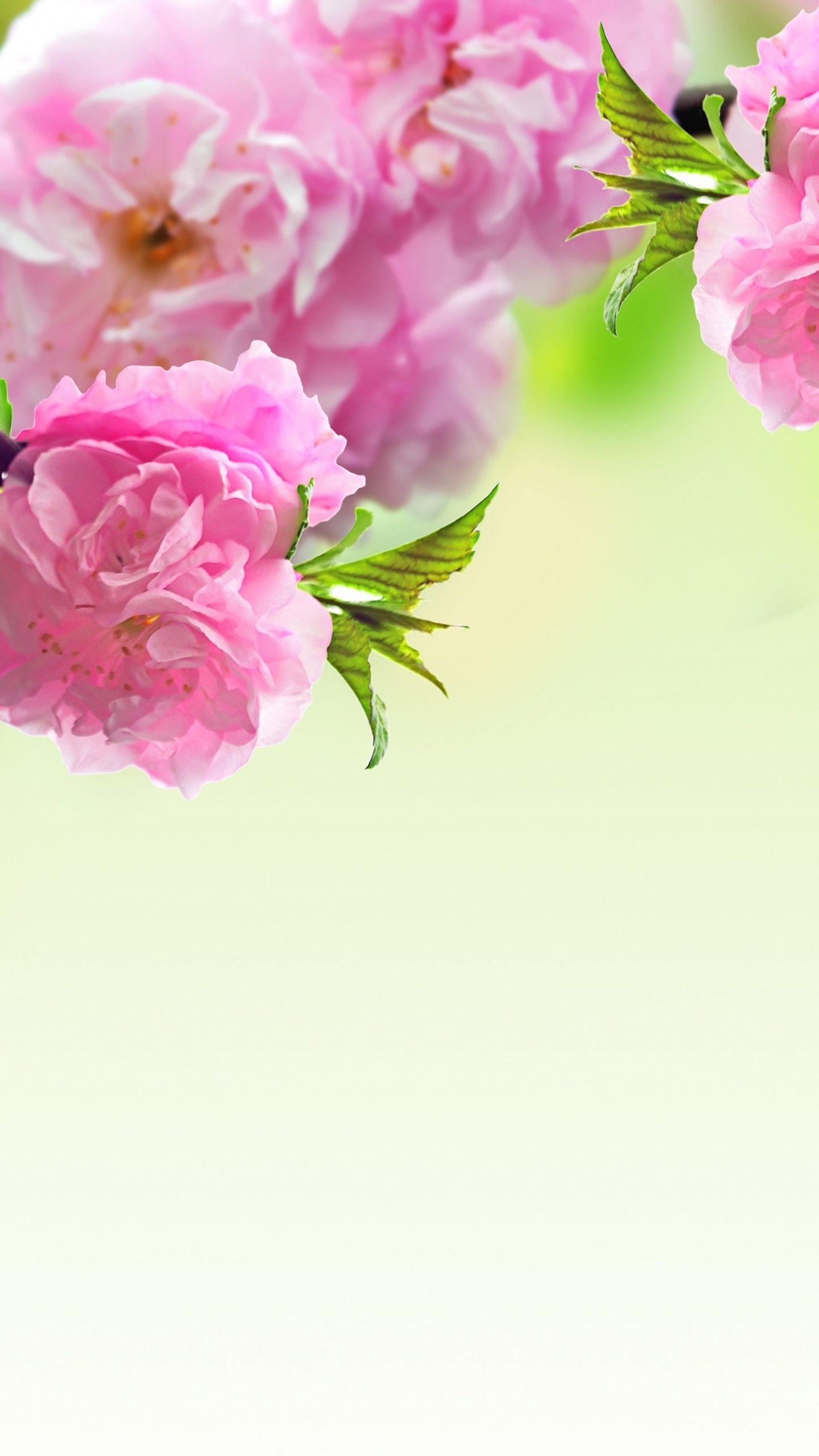 弹簧, 粉红色, 开花, 显花植物, 手持设备 壁纸 1440x2560 允许