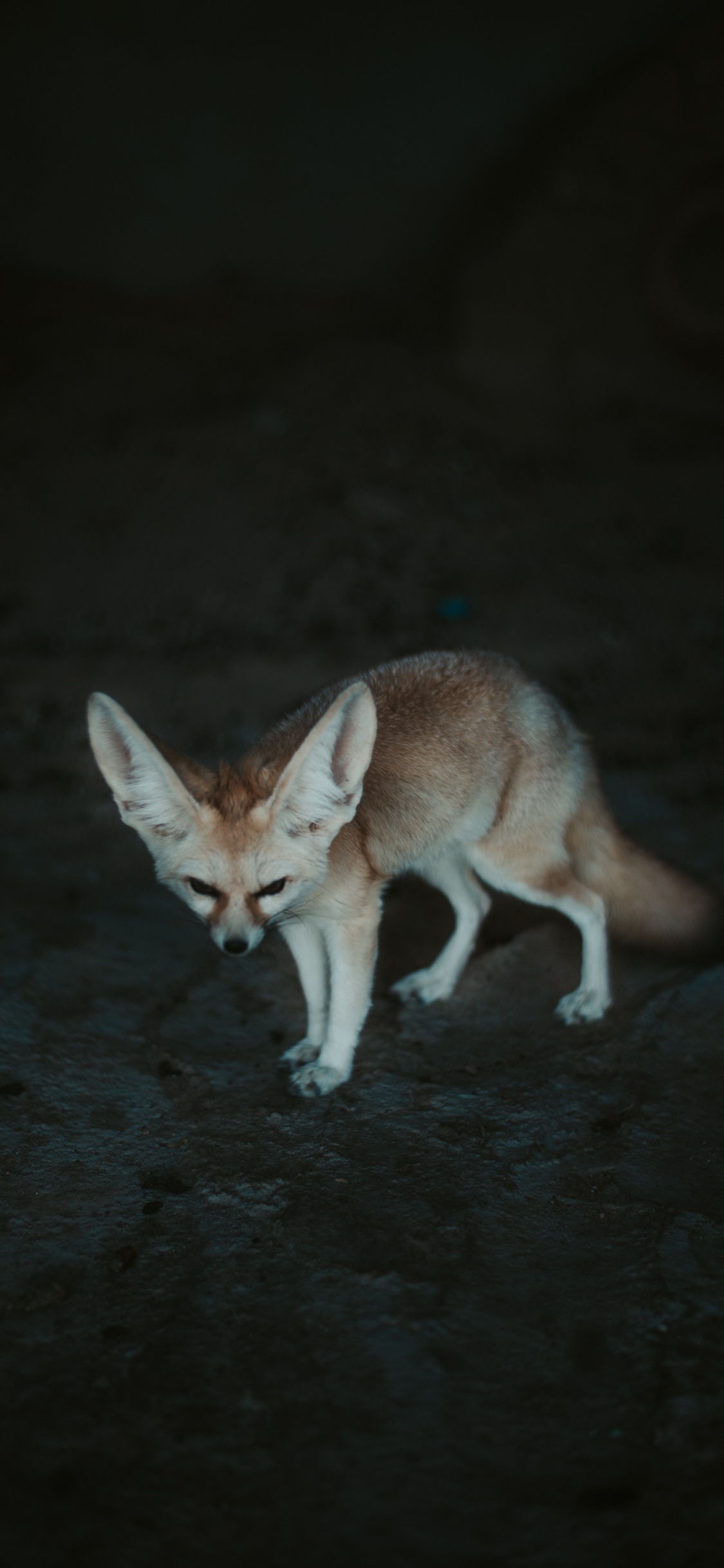 Renard Brun Sur le Sable Gris Pendant la Journée. Wallpaper in 1125x2436 Resolution