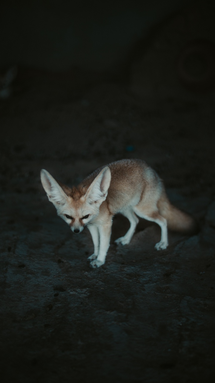 Renard Brun Sur le Sable Gris Pendant la Journée. Wallpaper in 720x1280 Resolution