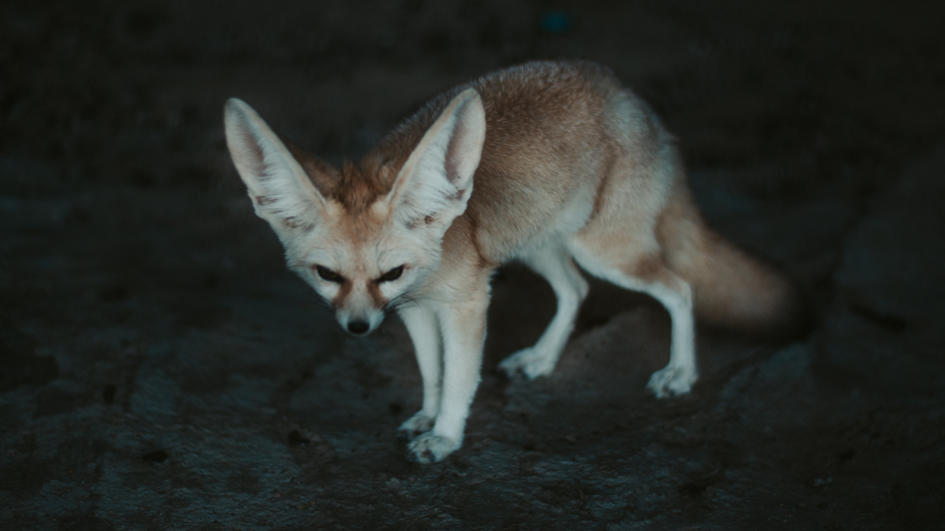 Brauner Fuchs Auf Grauem Sand Tagsüber. Wallpaper in 1366x768 Resolution