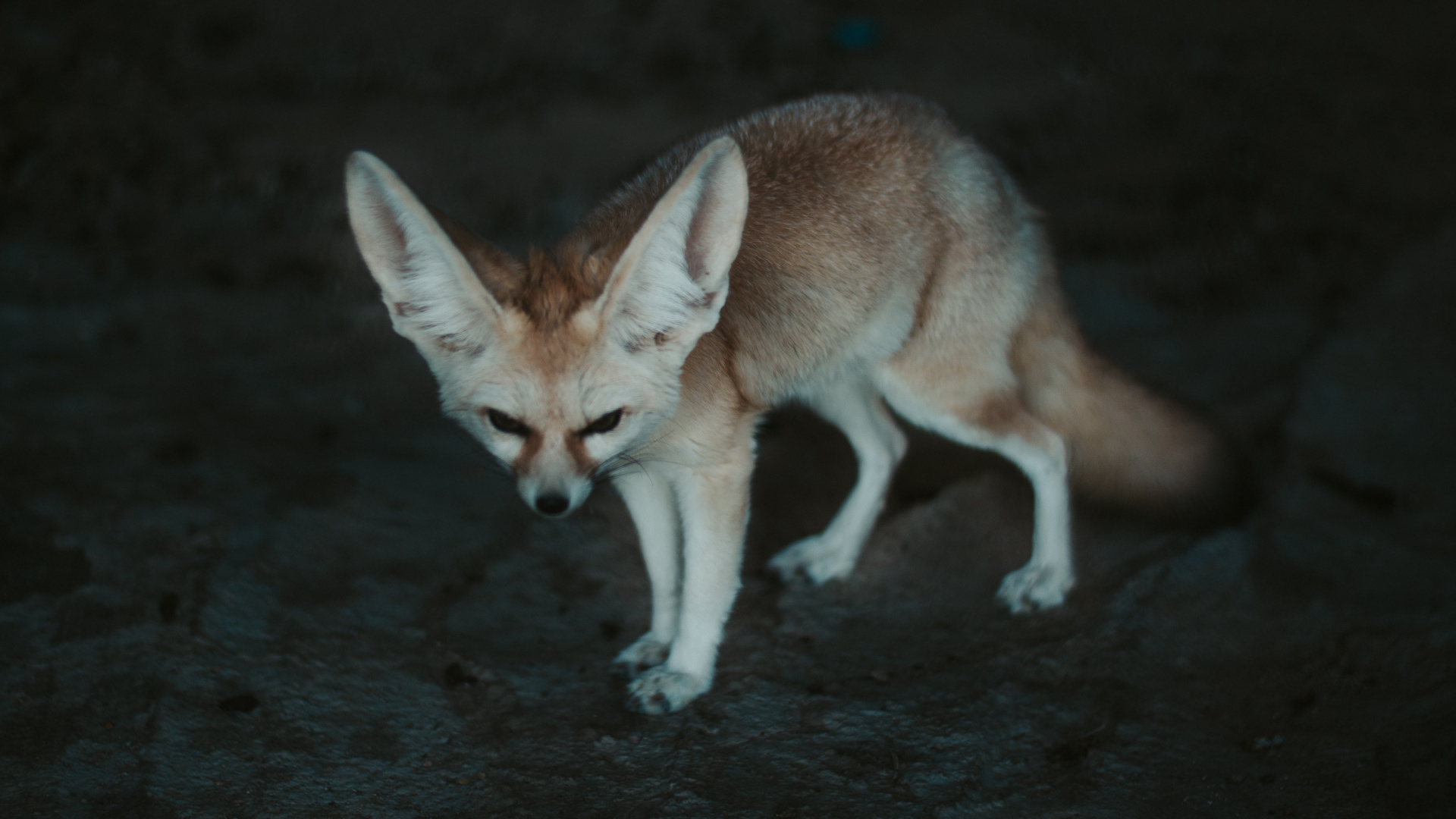 Brauner Fuchs Auf Grauem Sand Tagsüber. Wallpaper in 1920x1080 Resolution