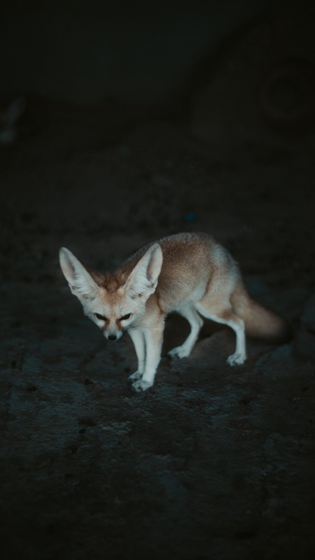 Brown Fox on Gray Sand During Daytime. Wallpaper in 1080x1920 Resolution