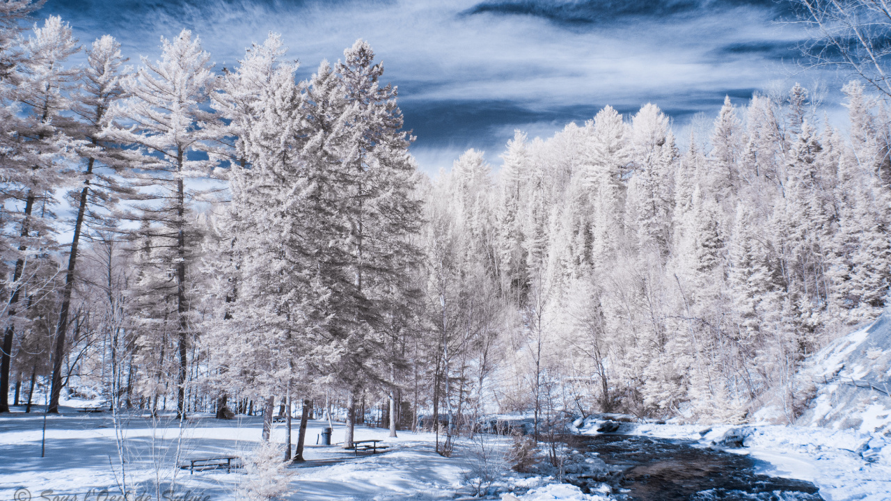 Arbres Couverts de Neige Pendant la Journée. Wallpaper in 1280x720 Resolution