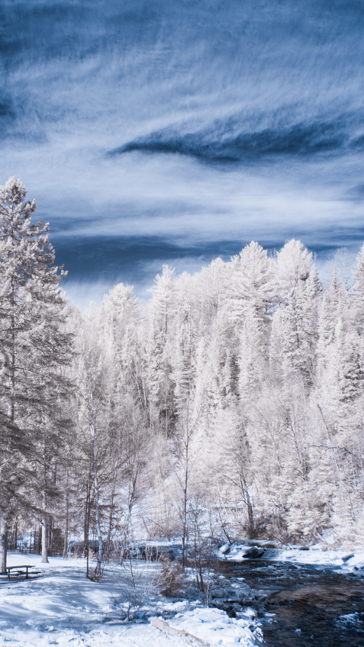 Arbres Couverts de Neige Pendant la Journée. Wallpaper in 750x1334 Resolution
