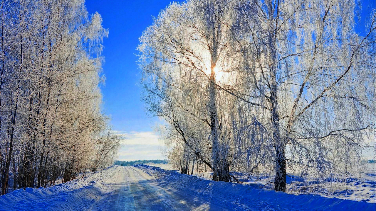 Arbres Couverts de Neige Sous Ciel Bleu Pendant la Journée. Wallpaper in 1280x720 Resolution