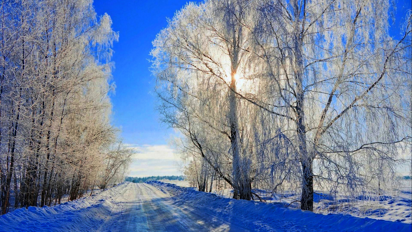 Árboles Cubiertos de Nieve Bajo un Cielo Azul Durante el Día. Wallpaper in 1366x768 Resolution