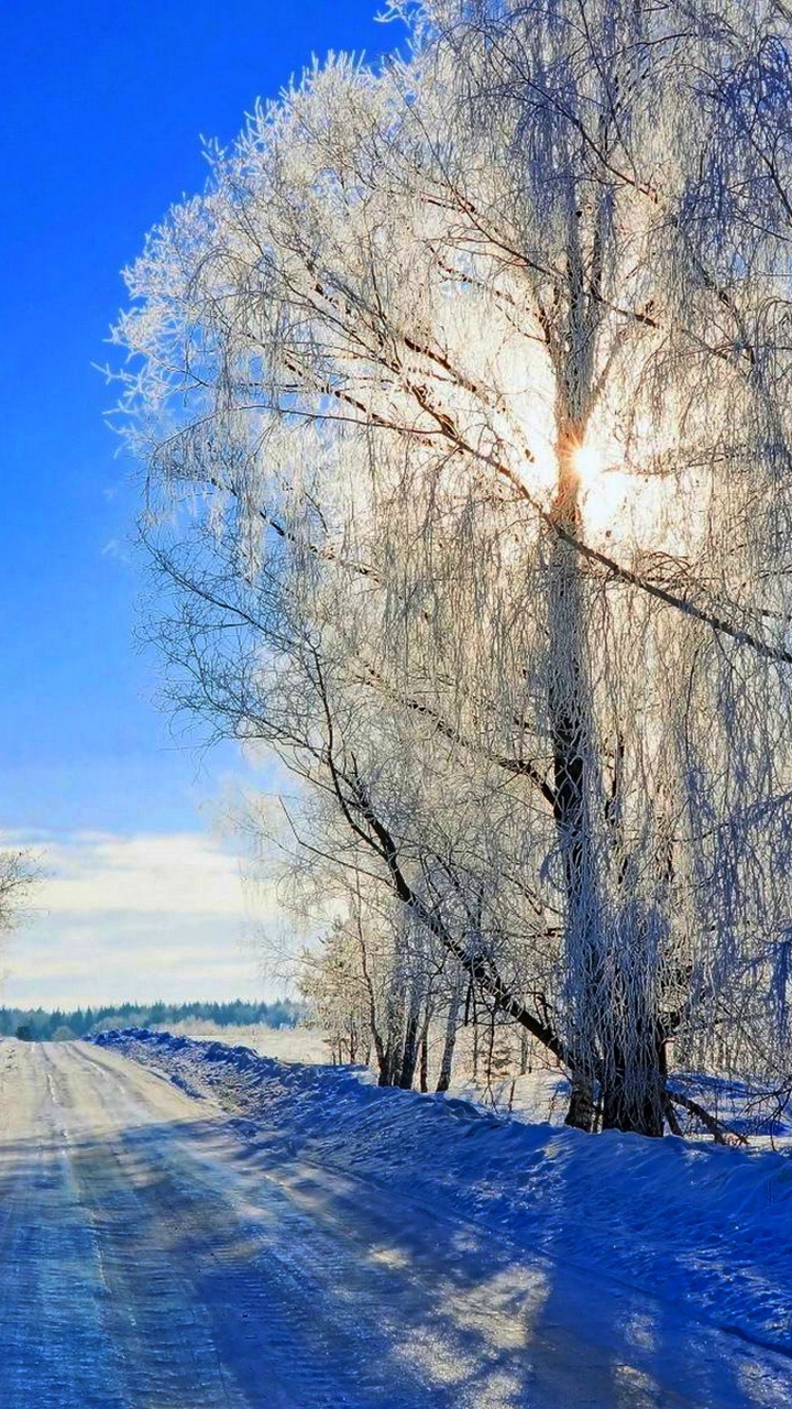 Schneebedeckte Bäume Unter Blauem Himmel Tagsüber. Wallpaper in 720x1280 Resolution