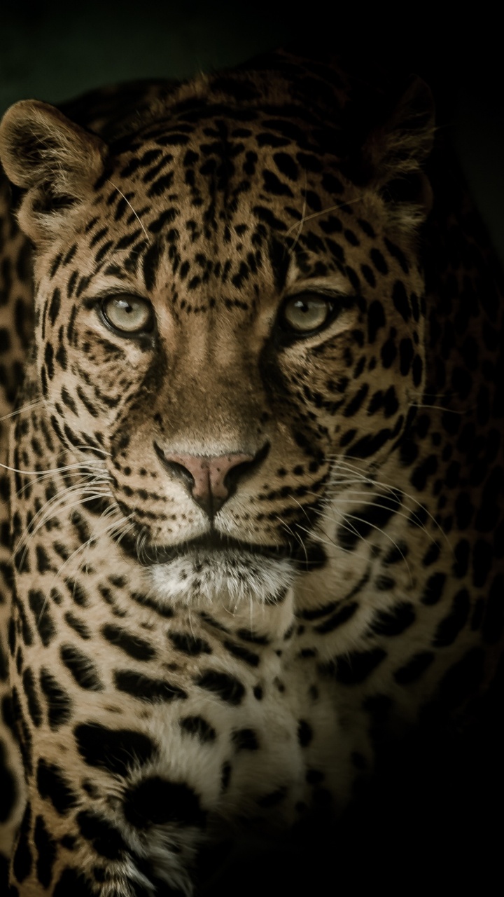 Leopardo Marrón y Negro en Una Habitación Oscura. Wallpaper in 720x1280 Resolution