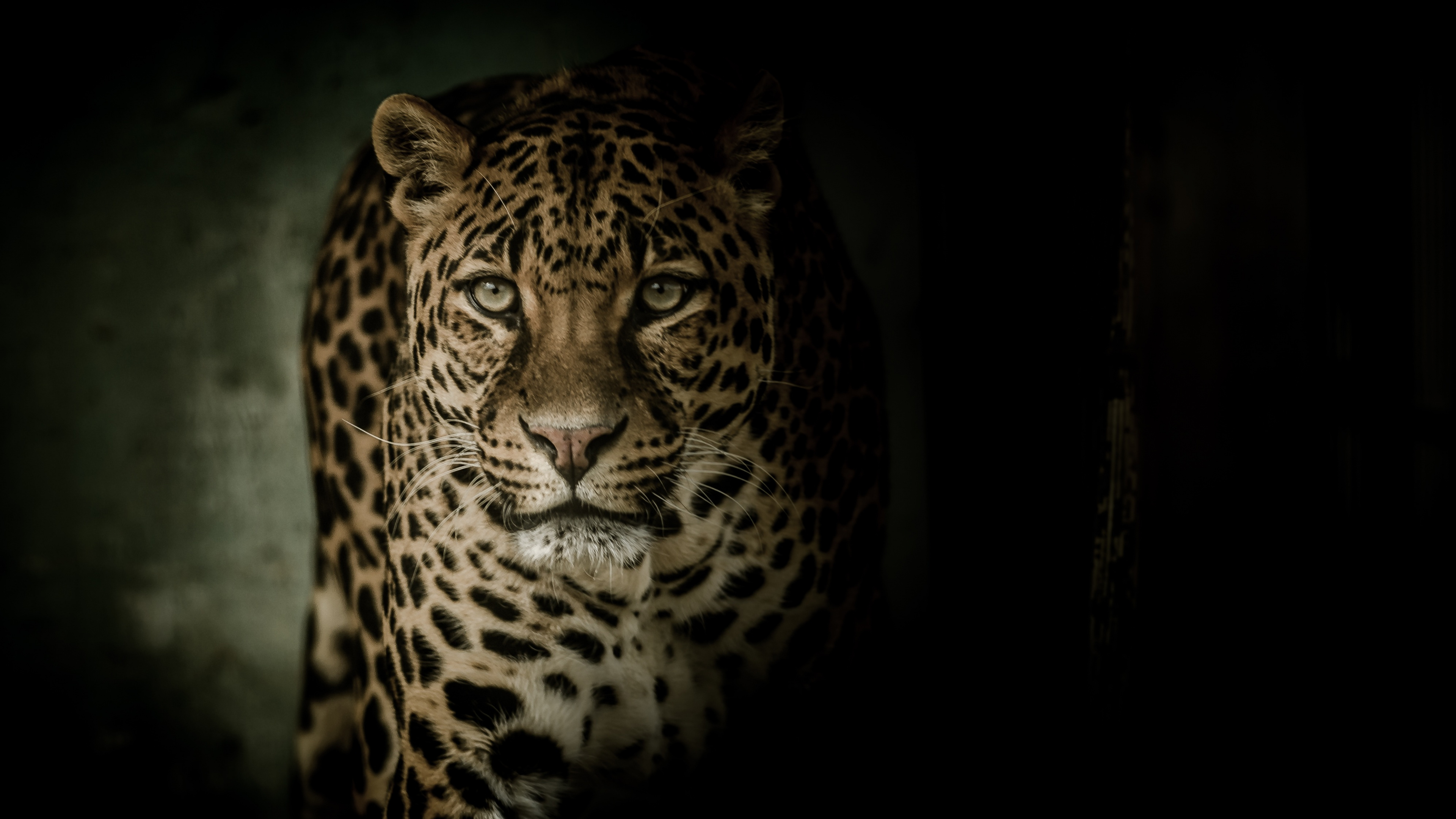 Brown and Black Leopard in Dark Room. Wallpaper in 3840x2160 Resolution