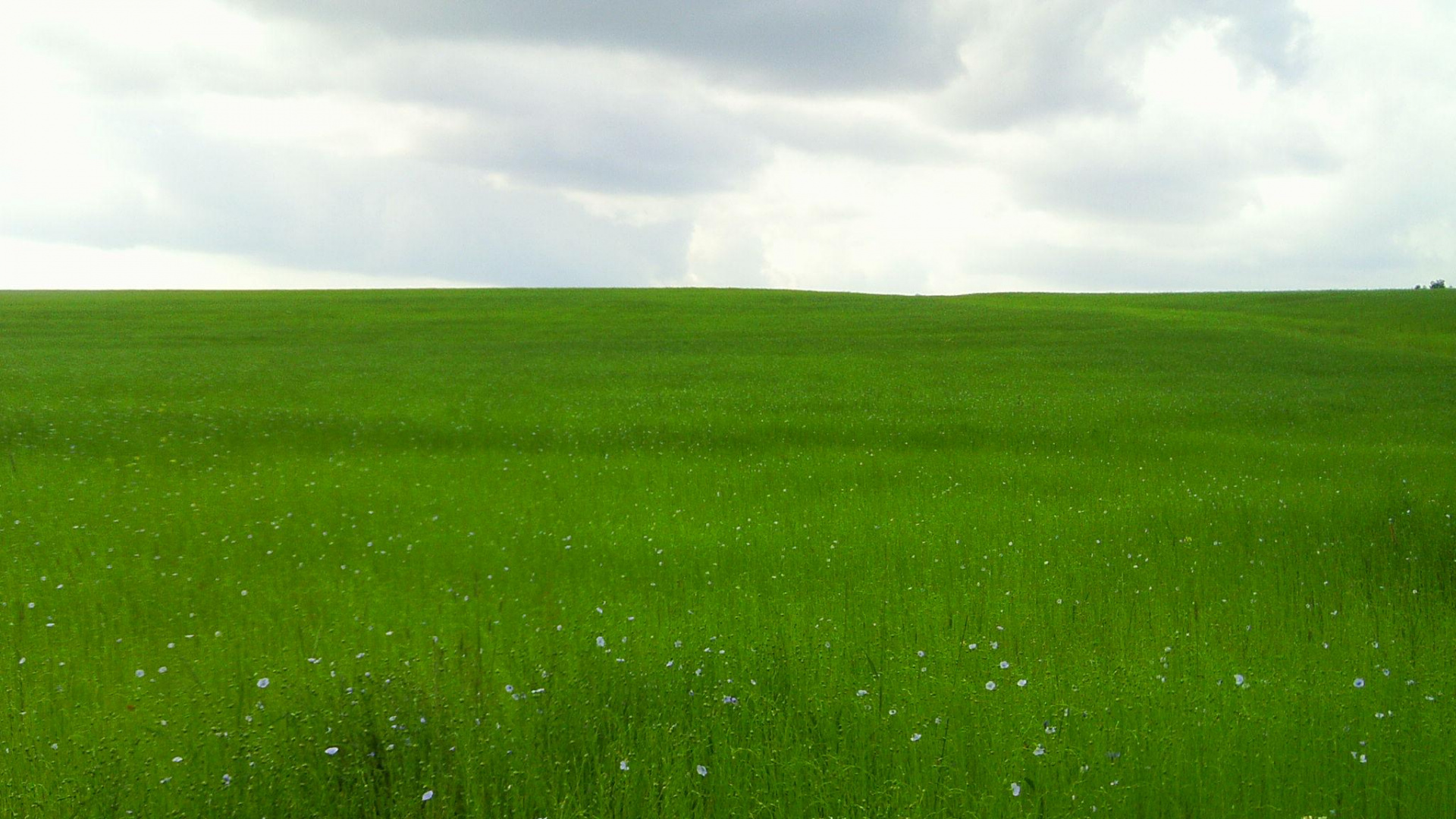 Tagsüber Grüne Wiese Unter Weißen Wolken. Wallpaper in 1920x1080 Resolution