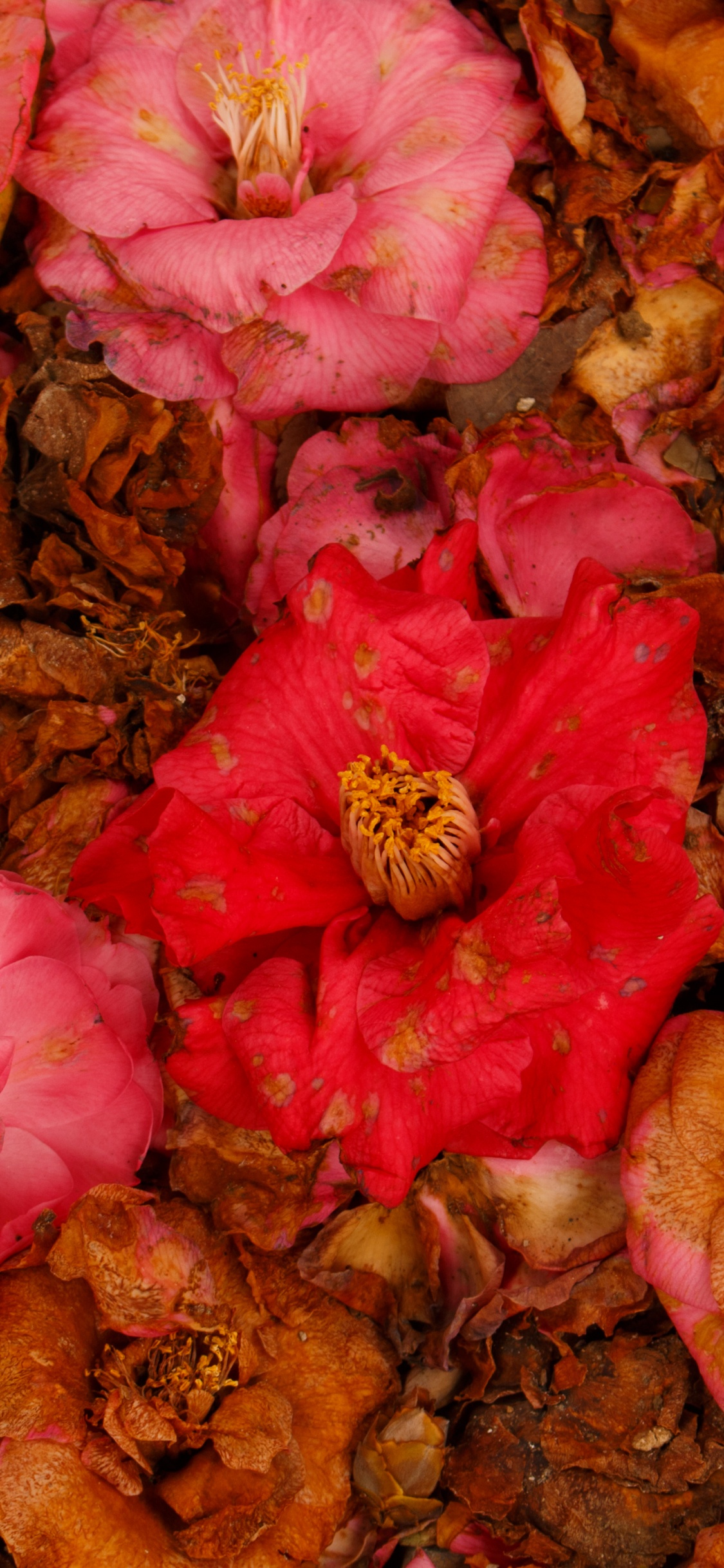 Pink and Brown Flower Petals. Wallpaper in 1125x2436 Resolution