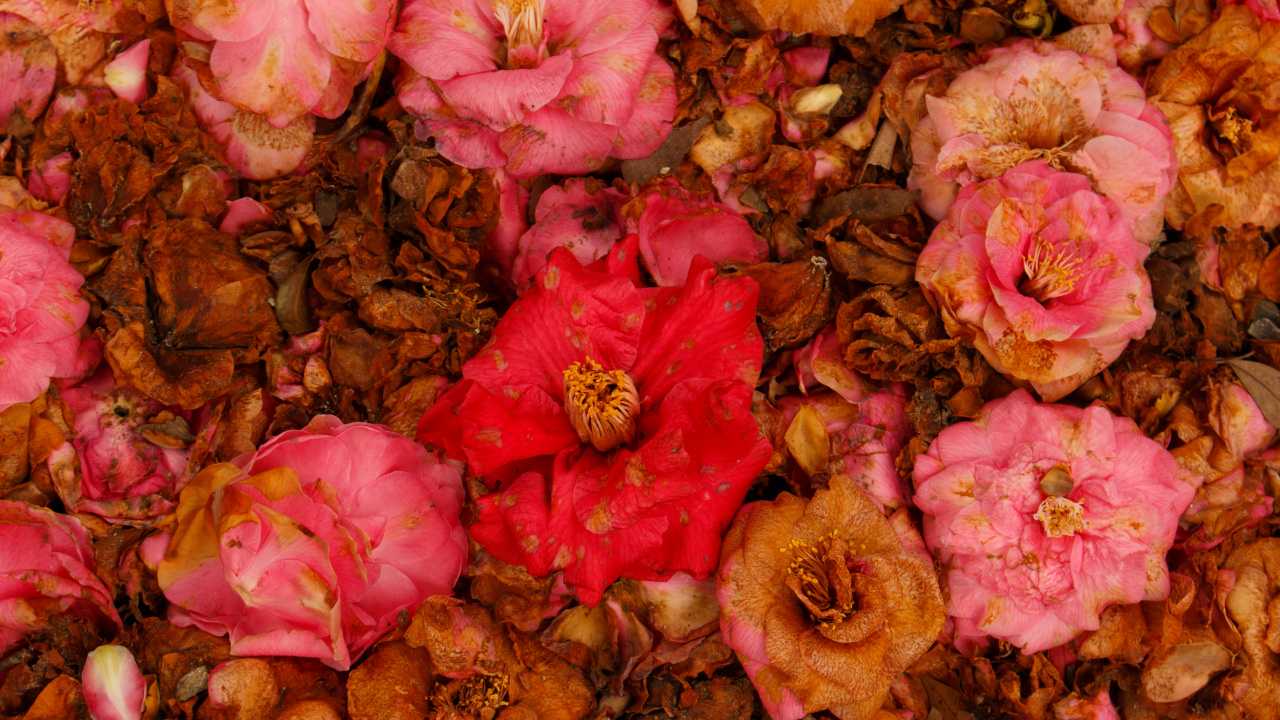 Pink and Brown Flower Petals. Wallpaper in 1280x720 Resolution