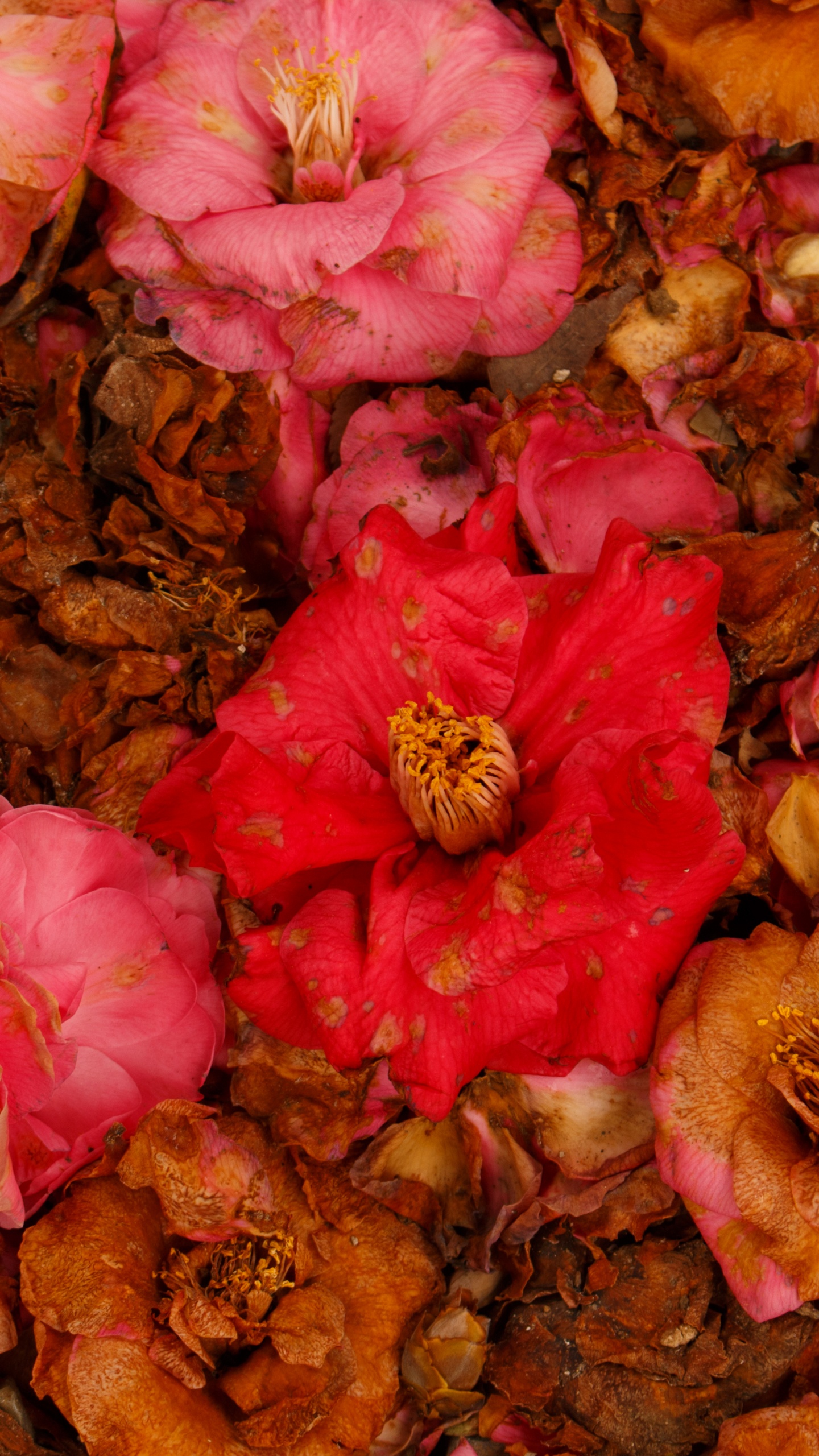 Pink and Brown Flower Petals. Wallpaper in 1440x2560 Resolution