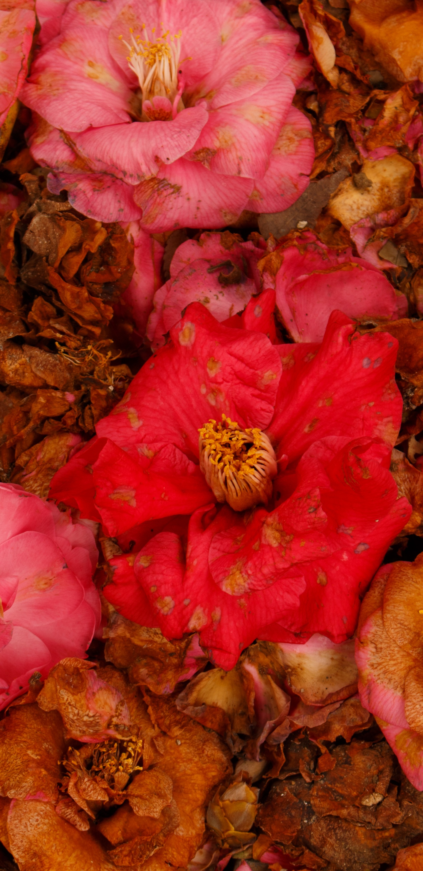 Rosa Und Braune Blütenblätter. Wallpaper in 1440x2960 Resolution