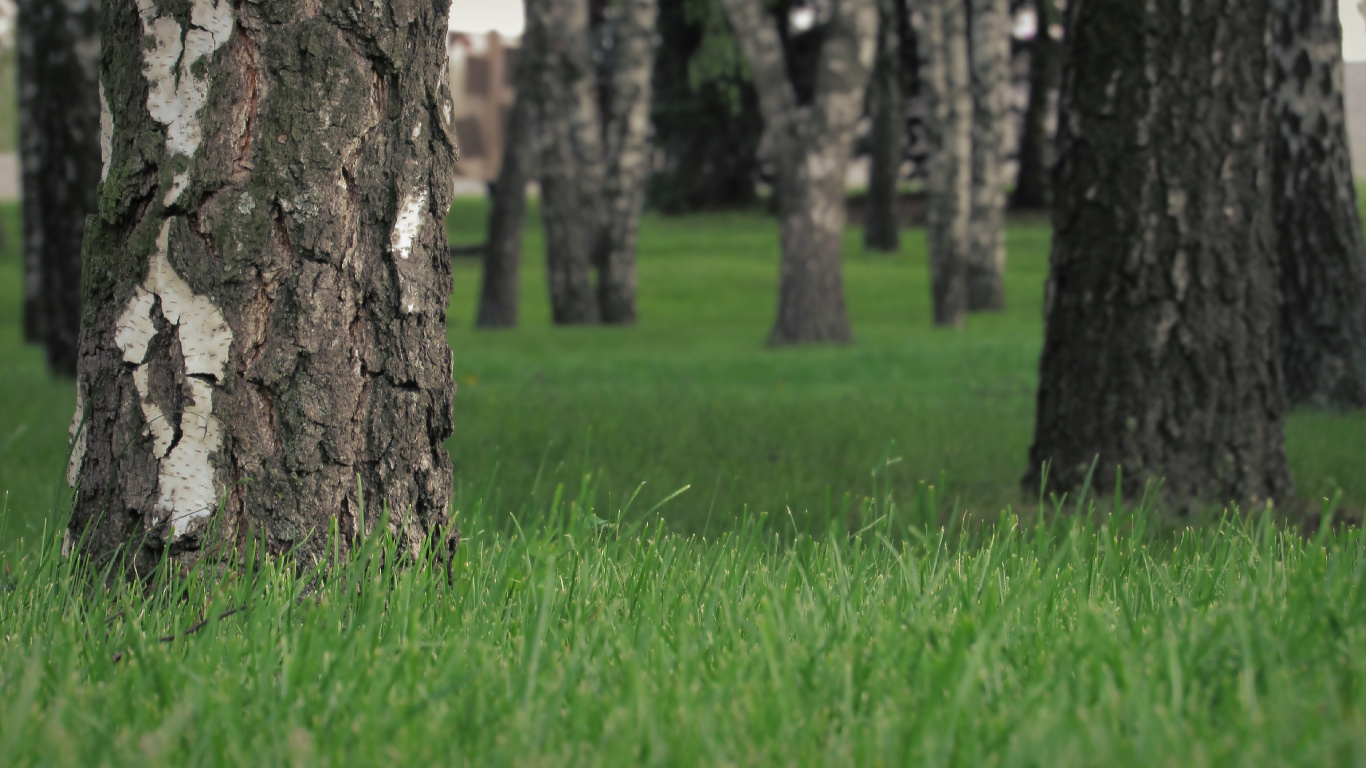 Brown Tree Trunk on Green Grass Field. Wallpaper in 1366x768 Resolution