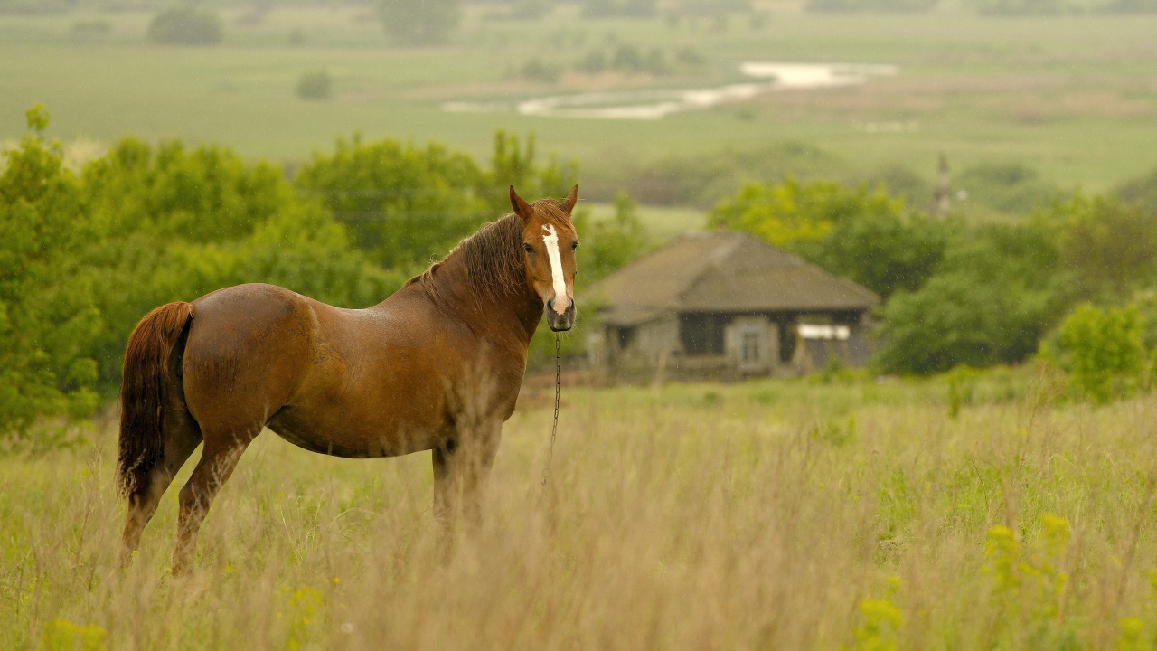 Braunes Pferd Auf Grünem Grasfeld Tagsüber. Wallpaper in 1280x720 Resolution