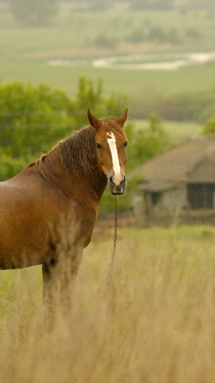 Brown Horse on Green Grass Field During Daytime. Wallpaper in 720x1280 Resolution