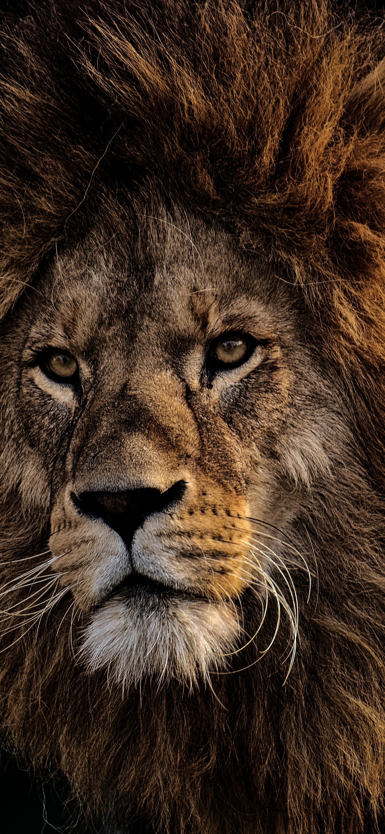 Lion With Black Background in Close up Photography. Wallpaper in 1242x2688 Resolution