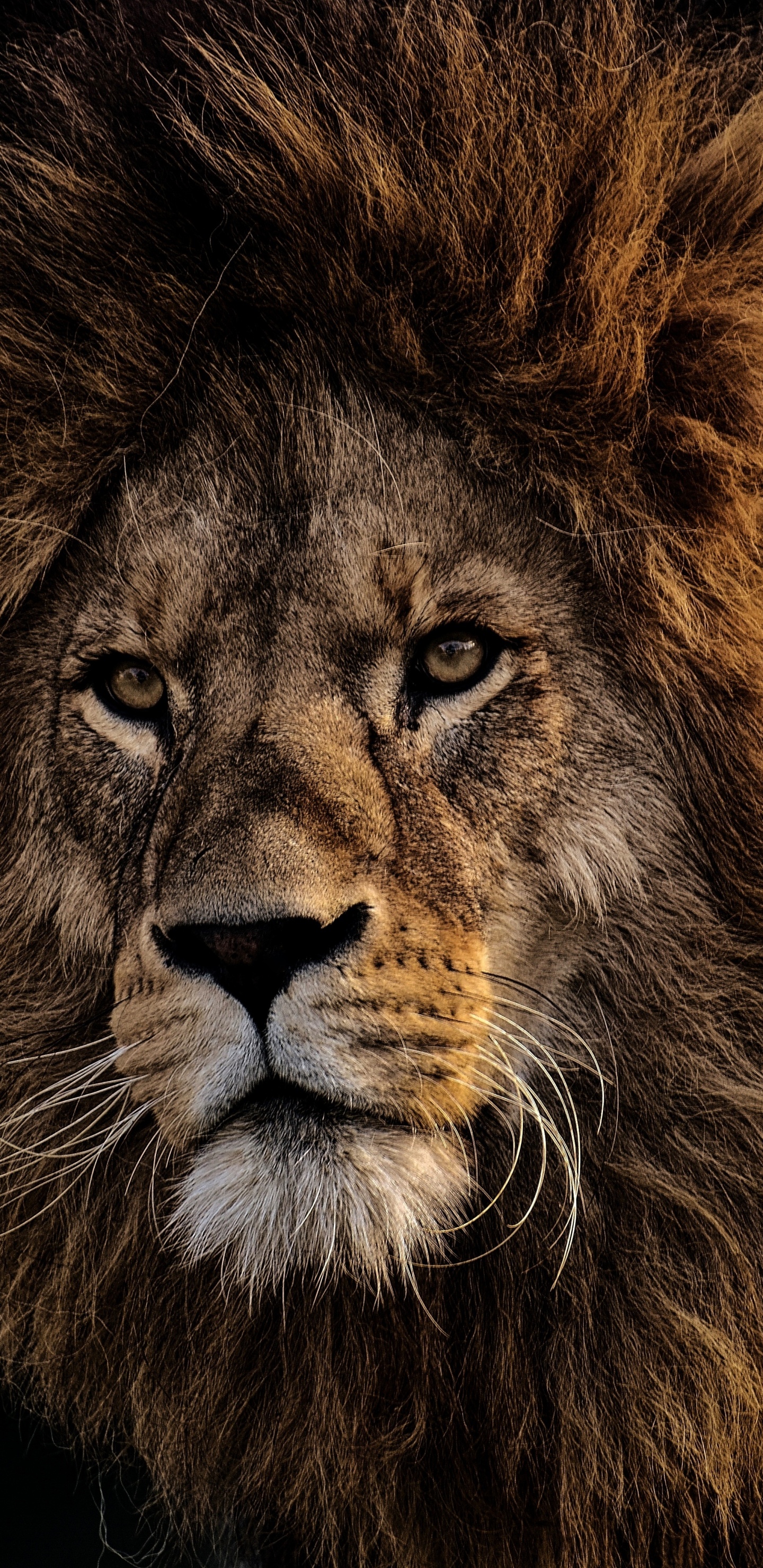 Lion With Black Background in Close up Photography. Wallpaper in 1440x2960 Resolution