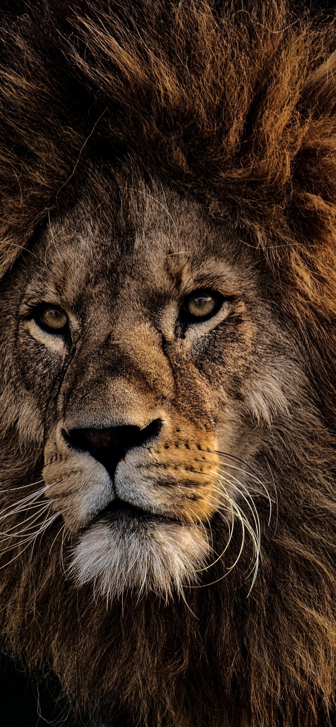 Lion Sur Fond Noir en Photographie Rapprochée. Wallpaper in 1125x2436 Resolution